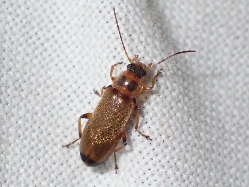 Osphya bipunctata - kétalakú komorka