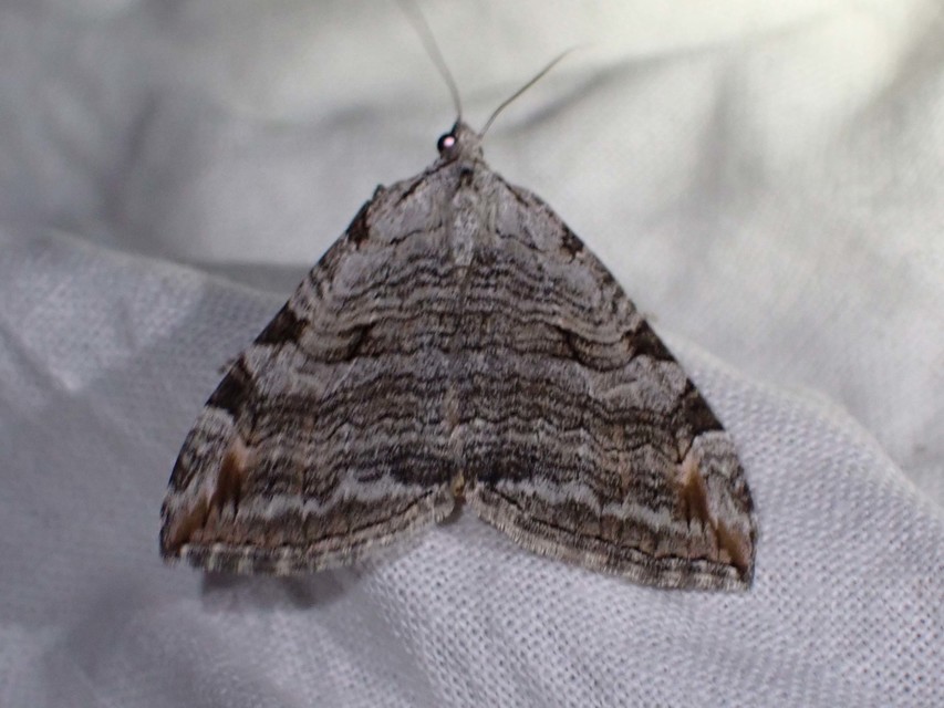 Aplocera efformata/plagiata