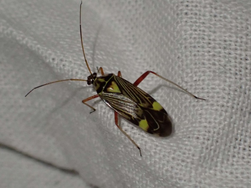 Rhabdomiris striatellus - zebra-mezeipoloska