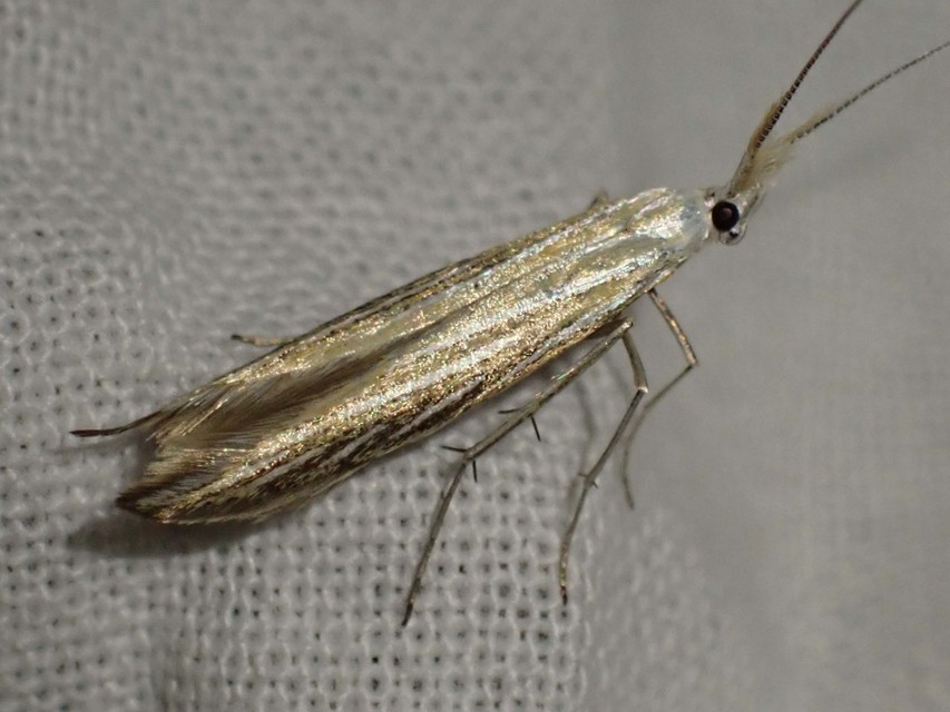 Coleophora