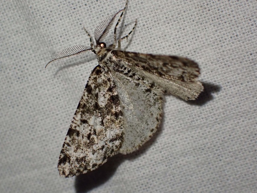 Fagivorina arenaria - bükkfaaraszoló