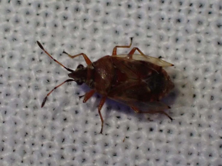 Kleidocerys resedae - nyírbodobács