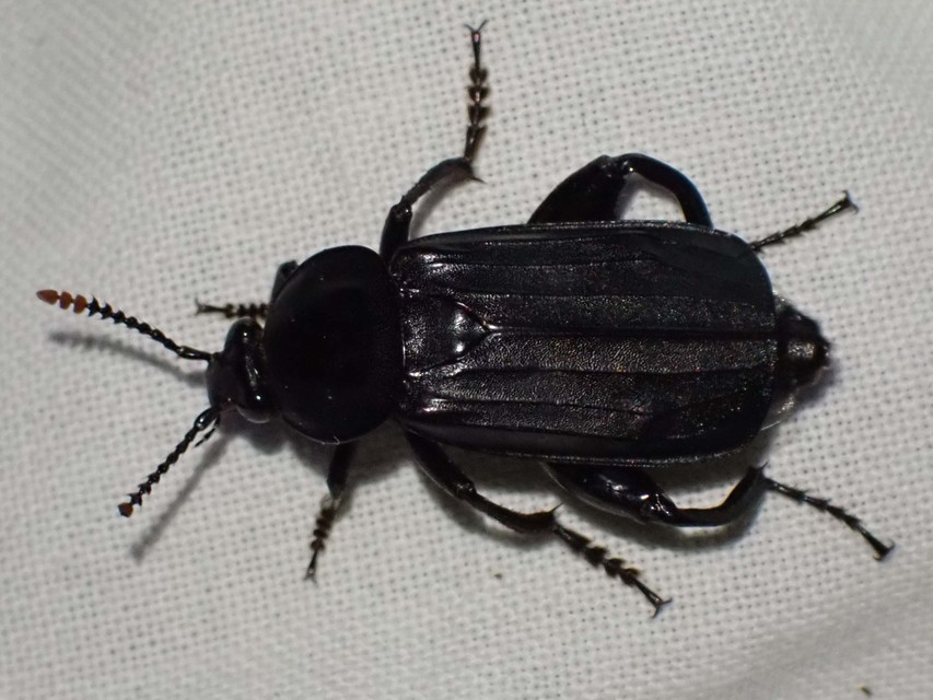 Necrodes littoralis - nagy dögbogár