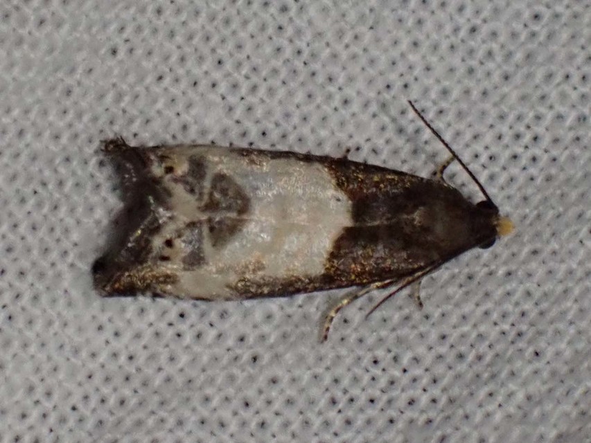 Notocelia cynosbatella - rózsahajtás-tükrösmoly