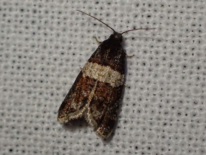 Isotrias hybridana - cifra sodrómoly