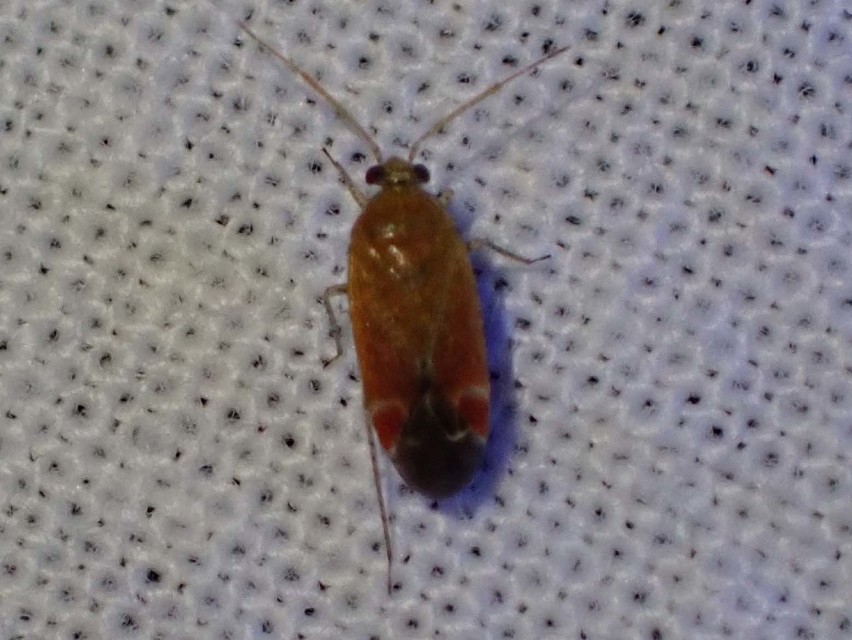 Psallus