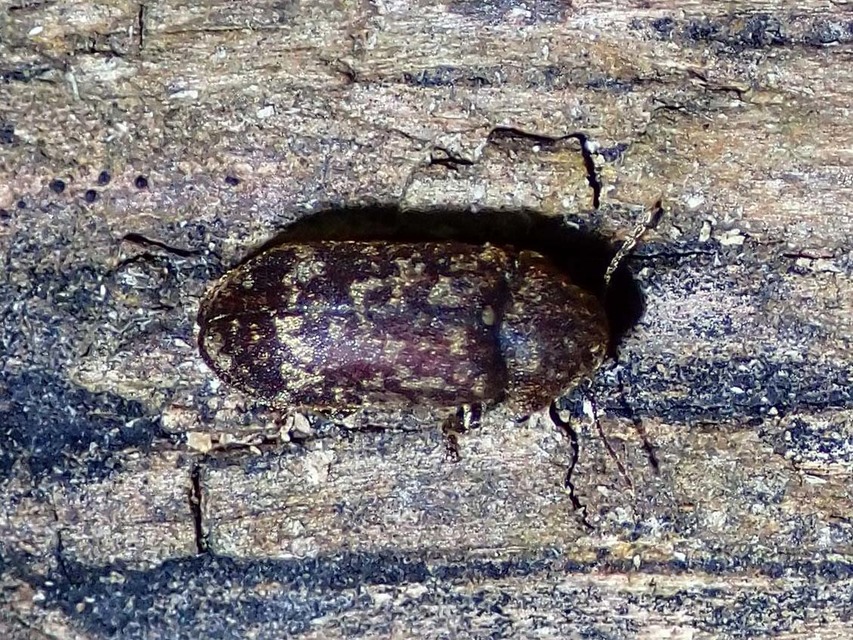 Xestobium rufovillosum - nagy álszú
