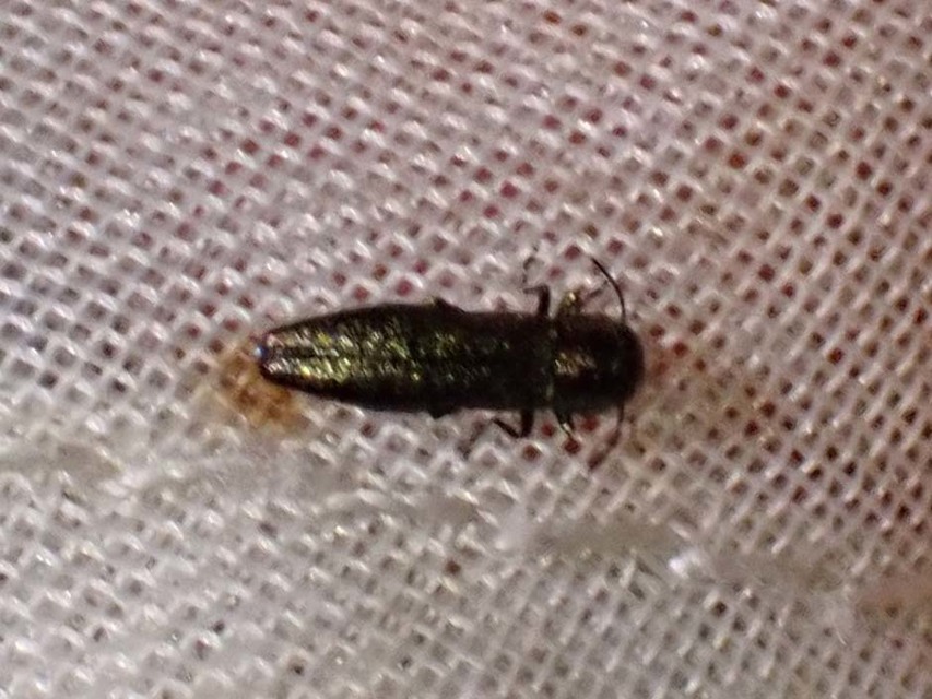 Agrilus