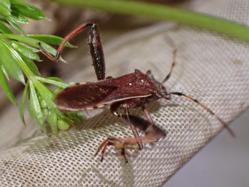 Camptopus lateralis - görbelábú karimáspoloska