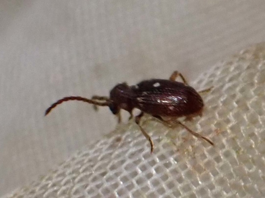 Ptinus calcaratus - krétaszőrű tolvajbogár