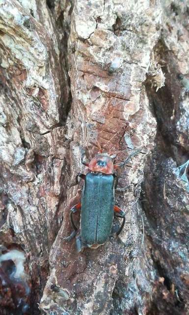 Cantharis rustica - suszterbogár