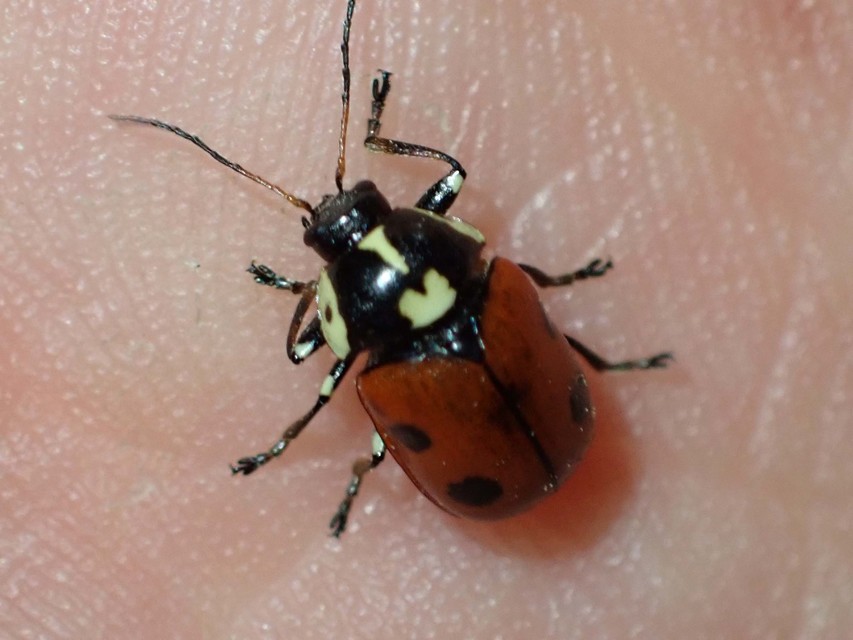 Cryptocephalus cordiger - szíves zömökbogár
