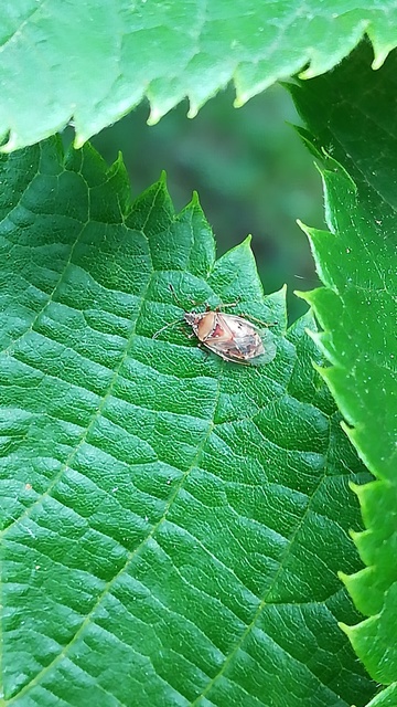 Kleidocerys resedae - nyírbodobács