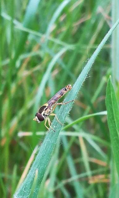 Sphaerophoria