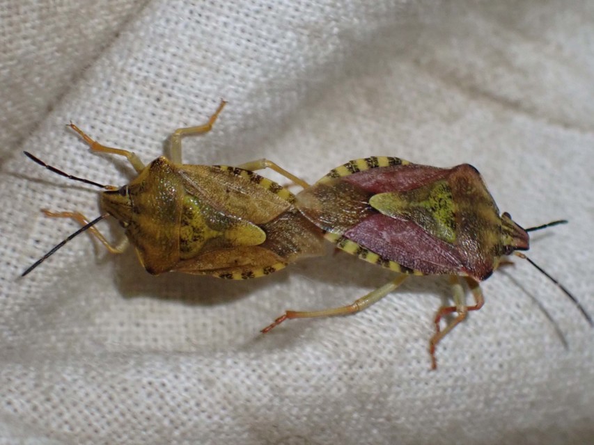 Carpocoris