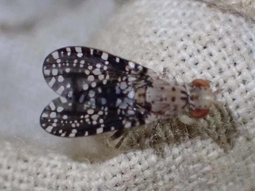 Trypetoptera punctulata - pirosszemű szarvaslégy