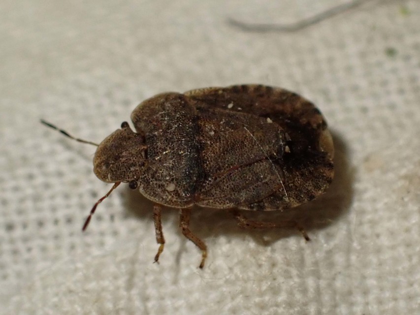 Sciocoris Sciocoris