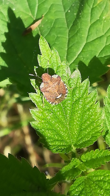 Dyroderes umbraculatus Dyroderes umbraculatus