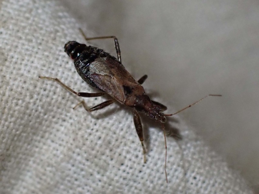 Himacerus