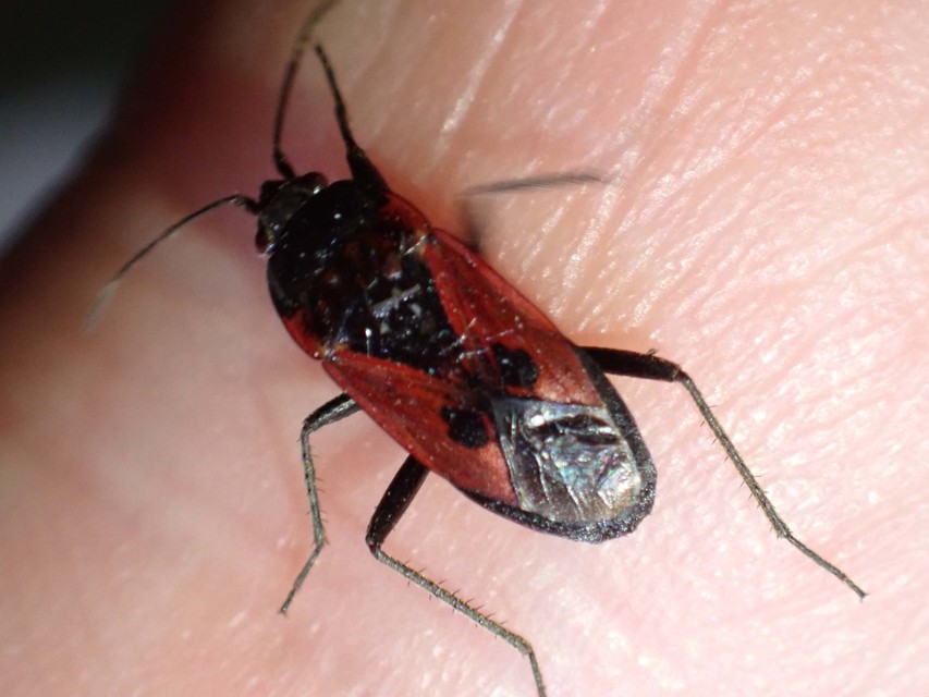 Rhyparochromus phoeniceus - gyepi díszesbodobács