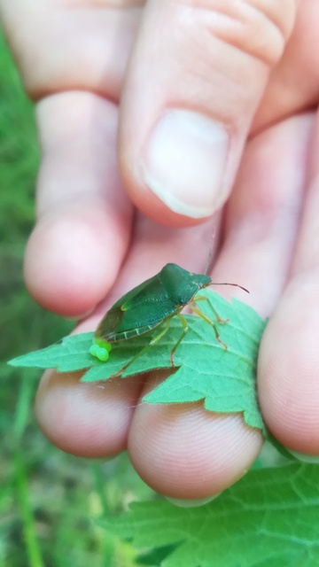 Palomena prasina - zöld bogyómászó-poloska Palomena prasina - zöld bogyómászó-poloska