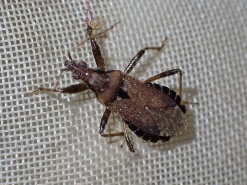 Himacerus