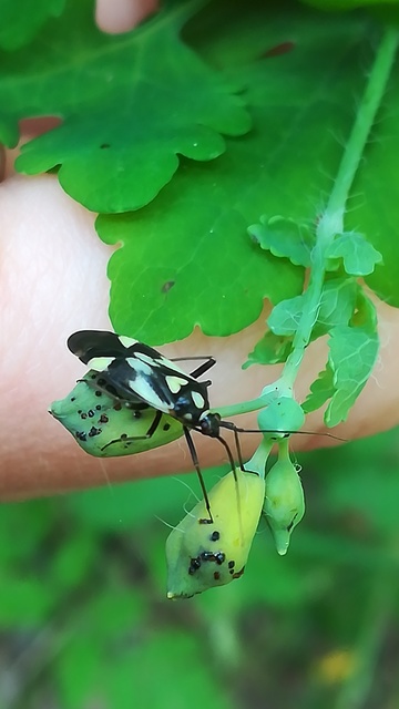 Grypocoris sexguttatus - hatpettyes díszpoloska Grypocoris sexguttatus - hatpettyes díszpoloska