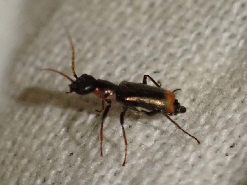 Axinotarsus marginalis - feketefüggős bibircsesbogár