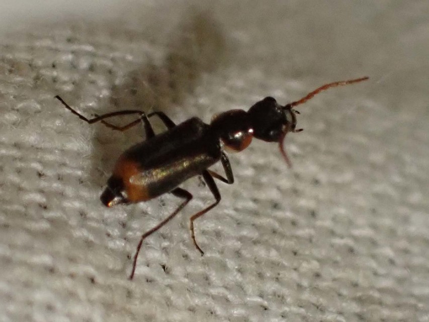 Axinotarsus marginalis - feketefüggős bibircsesbogár