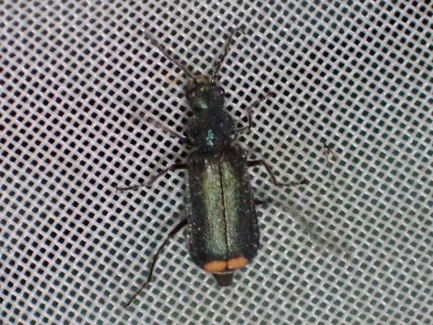 Clanoptilus
