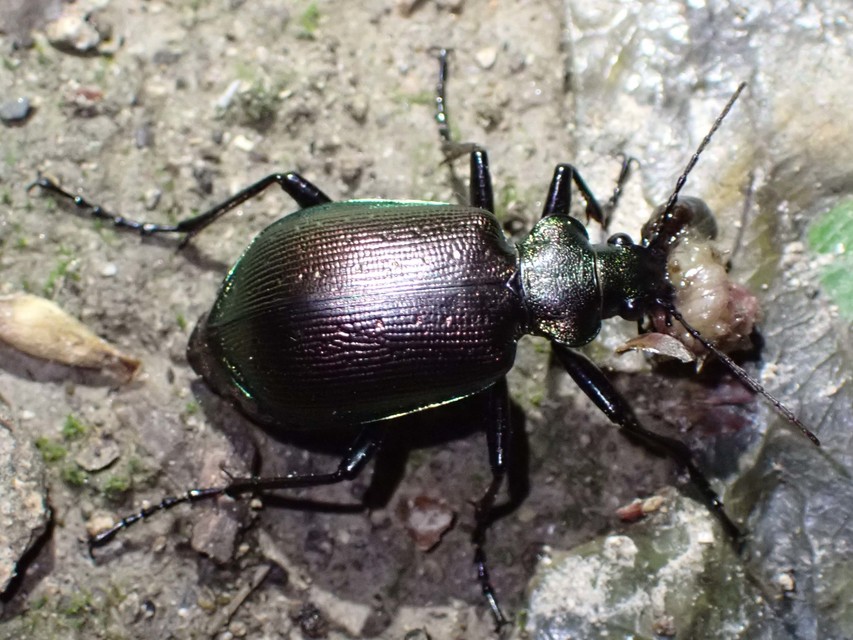 Calosoma inquisitor - kis bábrabló