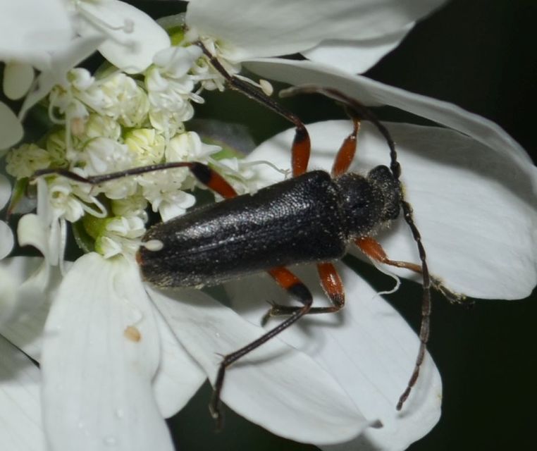 Cortodera villosa - bozontos cserjecincér