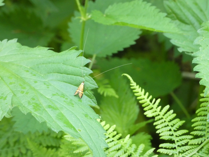 Nemophora degeerella - pompás tőrösmoly