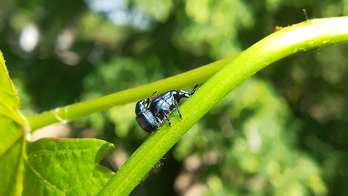 Byctiscus betulae - szőlő-levélsodró