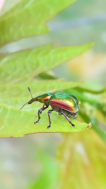 Byctiscus betulae - szőlő-levélsodró