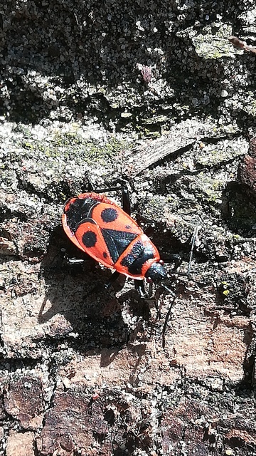 Pyrrhocoris apterus - verőköltő poloska