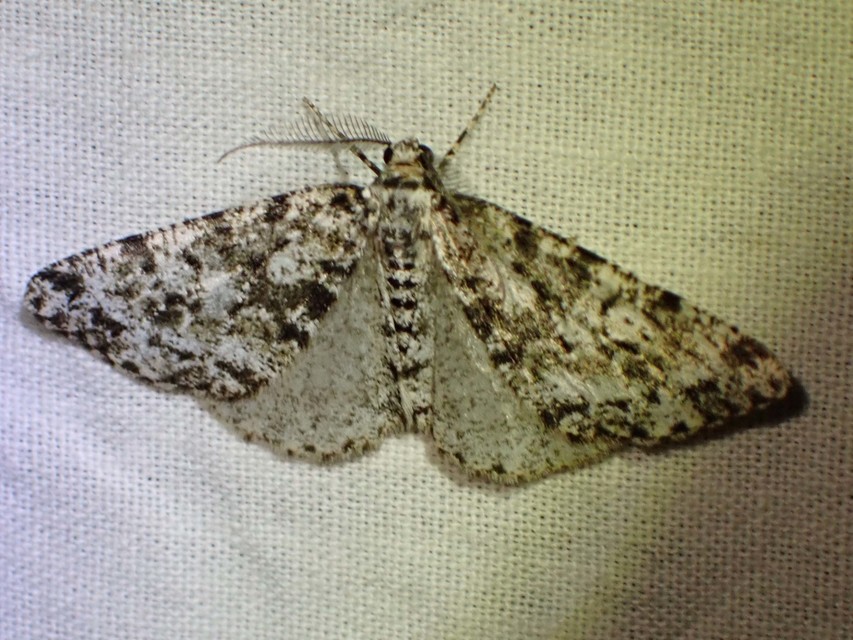 Fagivorina arenaria - bükkfaaraszoló