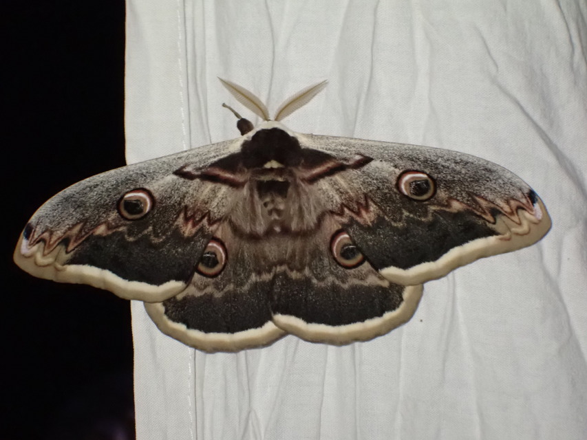 Saturnia pyri - nagy pávaszem