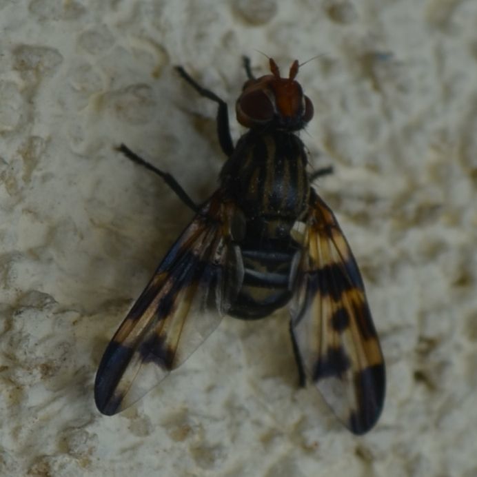 Otites levigata