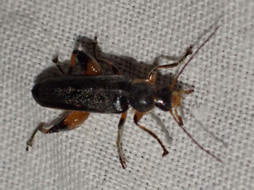 Osphya bipunctata - kétalakú komorka