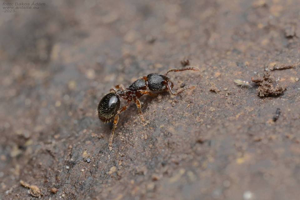 Myrmecina graminicola - ráncoshangya