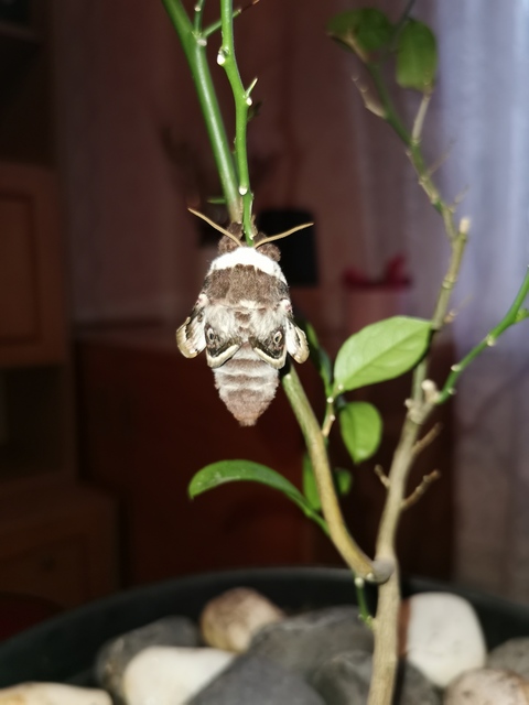 Saturnia pyri - nagy pávaszem