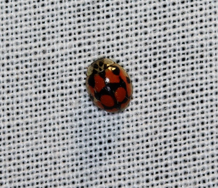 Adalia decempunctata - tízpettyes katica