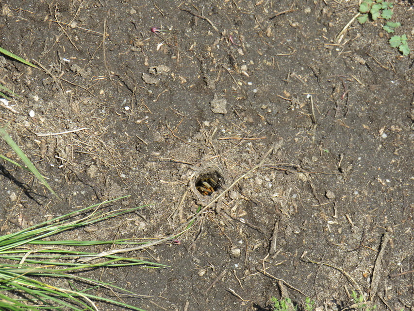 Geolycosa vultuosa - pokoli cselőpók