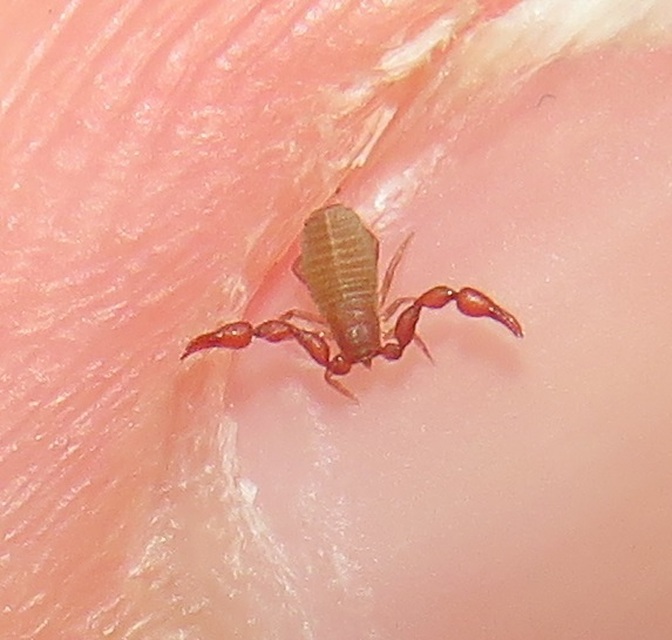 Pseudoscorpionida - Álskorpiók