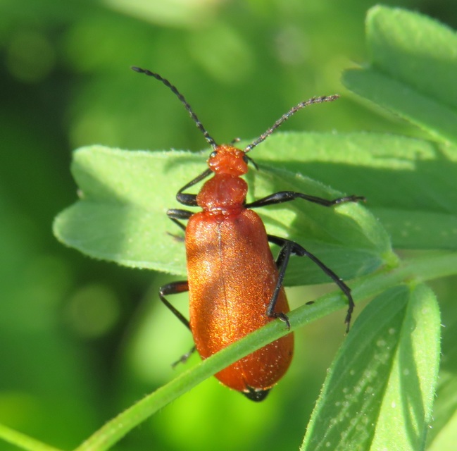 Pyrochroa serraticornis - közép-bíborbogár