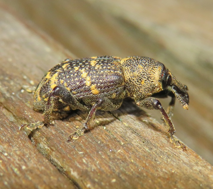 Hylobius abietis - nagy fenyvesormányos