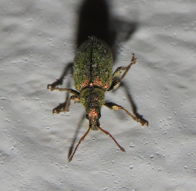Phyllobius betulinus - változékony levélormányos