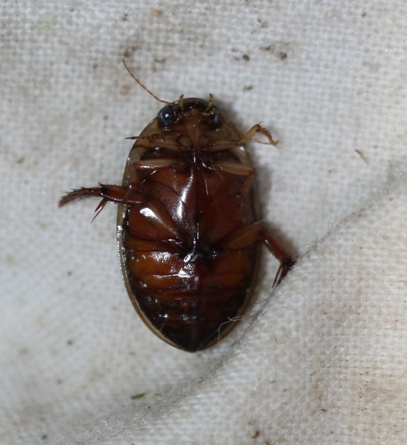 Hydaticus grammicus - déli mocsáricsíkbogár