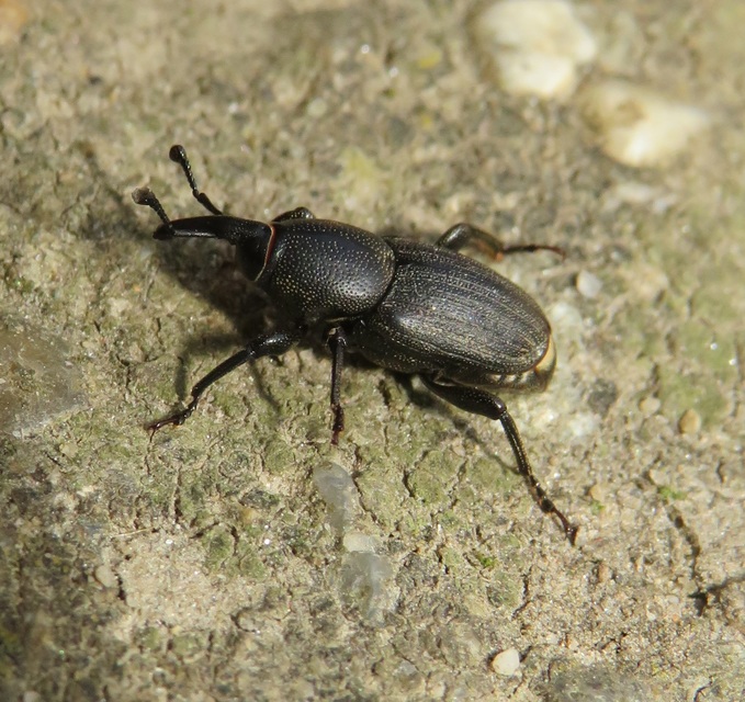 Sphenophorus striatopunctatus - mezei zsuzsok